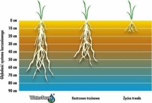 Barenbrug Trawa Barenbrug Odporna na Suszę Water Saver Dry Strong 15kg 9