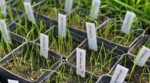 Barenbrug Trawa Barenbrug Uniwersalna Sportowa RPR Play Sport 15kg 11