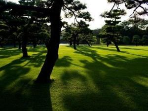 GF Grass Trawa na Tereny Zacienione Parkowa GF Shady Grass 15kg 3