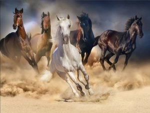 Norimpex Diamentowa mozaika 5D Konie w galopie 1006299 2