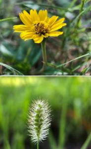 Apexel Obiektyw Super Makro 100mm HD 5