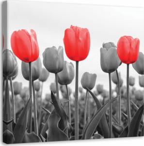 CaroGroup OBRAZ NA ŚCIANĘ Czerwone Tulipany na łące 30x30 1