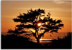 CaroGroup OBRAZ NA PŁÓTNIE Drzewo morze zachód słońca 100x70 1