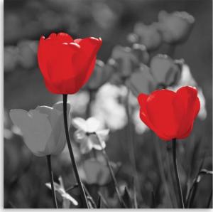CaroGroup OBRAZ CANVAS Czerwone Tulipany Kwiaty 30x30 1