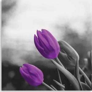 CaroGroup OBRAZ CANVAS Kwiaty Fioletowe Tulipany 30x30 1