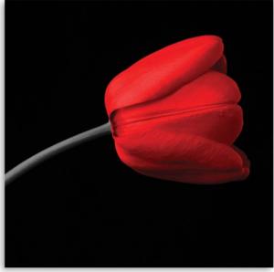 CaroGroup OBRAZ NA ŚCIANĘ Czerwony Tulipan Czarne Tło 30x30 1