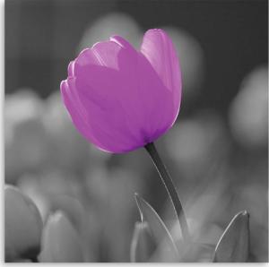 CaroGroup OBRAZ ŚCIENNY Tulipan Kwiat Fioletowy 30x30 1