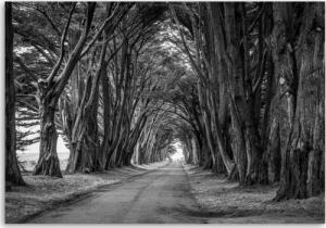 CaroGroup FOTO OBRAZ Aleja Drzew w PARKU czarno biały 100x70 1
