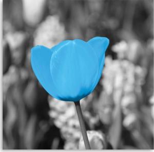 CaroGroup OBRAZ NA ŚCIANĘ Tulipan Kwiaty Niebieski 30x30 1
