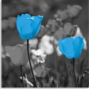 CaroGroup OBRAZ NA PŁÓTNIE Tulipan Niebieski Natura 30x30 1