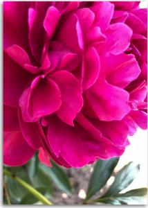 CaroGroup OBRAZ DO SALONU Piwonia Kwiat różowy Natura 70x100 1