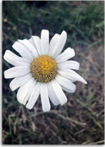 CaroGroup OBRAZ NA PŁÓTNIE Rumianek Kwiat Natura 70x100 1