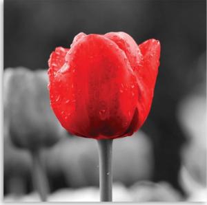 CaroGroup OBRAZ NA ŚCIANĘ Czerwony Tulipan Kwiaty 30x30 1