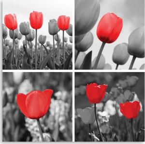 CaroGroup OBRAZ ŚCIENNY Zestaw czerwonych Tulipanów 30x30 1