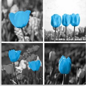 CaroGroup OBRAZ NA PŁÓTNIE Zestaw Tulipany Niebieskie 30x30 1
