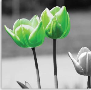 CaroGroup OBRAZ DO SALONU Tulipany Kwiaty Zielony 30x30 1
