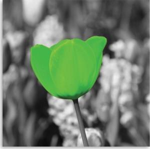 CaroGroup OBRAZ NA ŚCIANĘ DO SALONU Tulipan kwiat 30x30 1