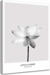 CaroGroup OBRAZ DO SALONU Biały Kwiat Lotosu Natura 70x100 1