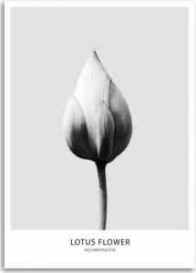 CaroGroup OBRAZ NA PŁÓTNIE Lotos Kwiat Czarno Biały 70x100 1