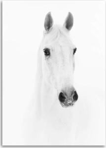 CaroGroup OBRAZ NA PŁÓTNIE Biały Koń Zwierzęta Natura 70x100 1