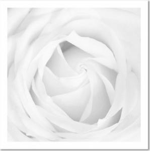 CaroGroup OBRAZ NA PŁÓTNIE Biała Róża Kwiat Roślina 30x30 1