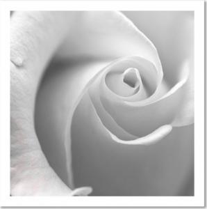 CaroGroup OBRAZ NA PŁÓTNIE Biała Róża w Makro Kwiat 30x30 1