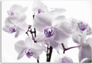 CaroGroup OBRAZ NA PŁÓTNIE Storczyk Kwiat Fioletowy 100x70 1