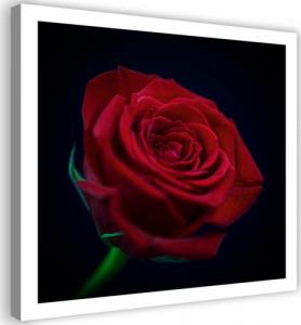 CaroGroup OBRAZ DO SALONU Czerwona Róża Kwiat 30x30 1