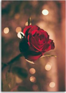 CaroGroup OBRAZ NA PŁÓTNIE Czerwona Róża Kwiat Natura 70x100 1