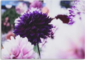CaroGroup OBRAZ NA PŁÓTNIE Dalia Kwiat Fioletowy 100x70 1