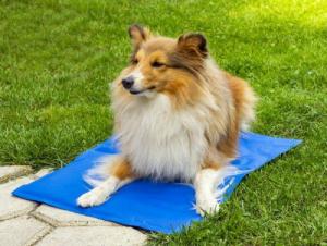 Pro Pet Mata chłodząca dla zwierząt 40 x 50 cm 3