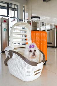 Curver Transporter dla zwierząt - Beż 4