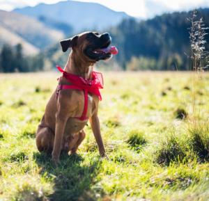 Art of Polo Bandana Classic rebel NoSize 10