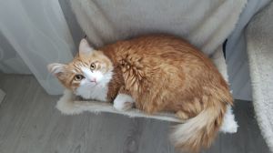 Trixie LEGOWISKO DLA KOTA NA KALORYFER 45 × 26 × 31 cm, KREMOWE 2