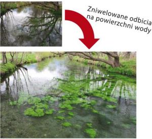 Filtr Marumi DHG Circular PL 62mm (MCPL62 DHG) 3