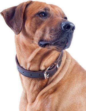 Dingo obroża ze skóry natłuszczanej, podszyta miękką skórą, okucia chrom, szer. 20 mm x 50 cm (38-42 cm) natural 2