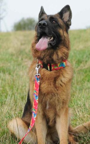 Dingo Obroża regulowana America-Kolorado 3 x 60 cm (35-55 cm) kalejdoskop 3