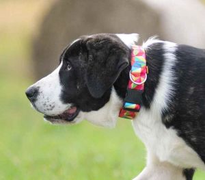 Dingo Obroża regulowana America-Kolorado 3 x 60 cm (35-55 cm) kalejdoskop 4