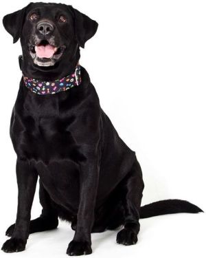 Dingo Obroża regulowana America-Alabama 2 x 45 cm (23-40 cm) piktogramy 5