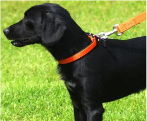 Dingo Obroża extra "energy" 2,5 cm x 65 cm miętowa 3