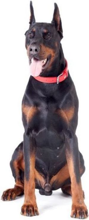 Dingo Obroża skórzana "Royal" 3,0 x 50 cm - czerwona 2