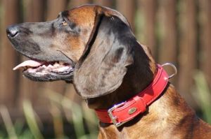 Dingo Obroża skórzana "Royal" 3,0 x 50 cm - czerwona 3