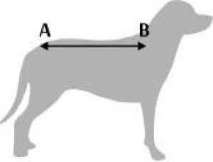Dingo golf dla psa M długość 27 cm - 18437 2