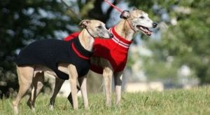 Dingo golf dla psa 6 długość 54 cm - 18444 3