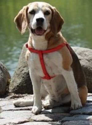 Dingo Szelki Fred "Basic" rozmiar 50 - czerwone 2