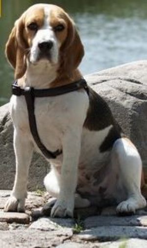 Dingo Szelki Fred "Basic" rozmiar 50 - czerwone 3