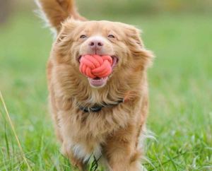 Dingo piłka pleciona ze sznura "energy" 85 g/ #7 cm - 17455 2