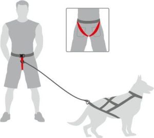 Dingo Pas do biegania 4 w 1 3