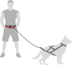 Dingo Pas do biegania 4 w 1 4