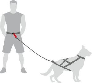 Dingo Pas do biegania 4 w 1 5